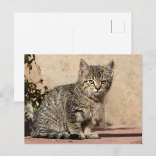 Carte Postale Grumpy Kitten (Devant / Derrière)