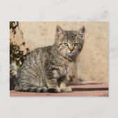 Carte Postale Grumpy Kitten (Devant)