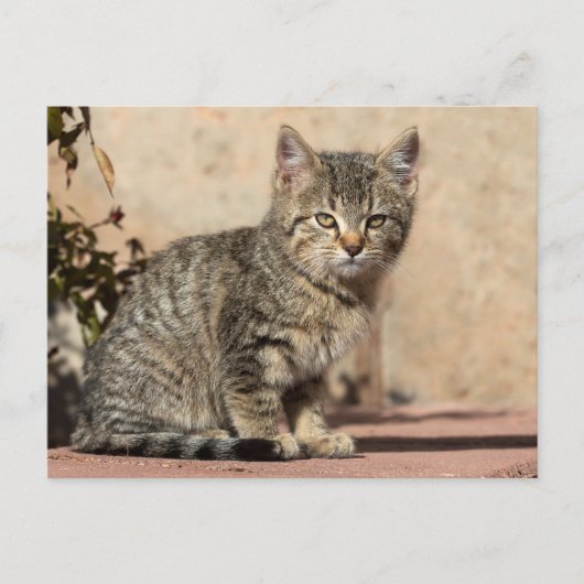 Carte Postale Grumpy Kitten (Devant)