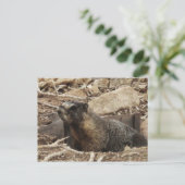 Carte Postale Grumpy Marmot (Debout devant)