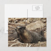 Carte Postale Grumpy Marmot (Devant / Derrière)