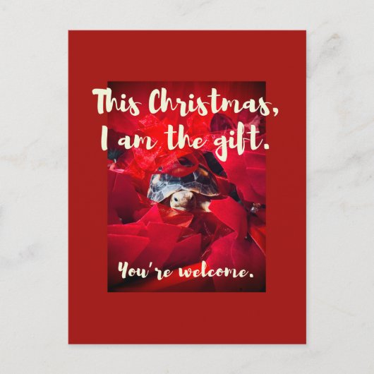 Carte Postale Grumpy mignon bébé Sulcata Tortoise Cadeau de Noël (Devant)