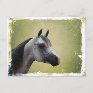 Carte Postale Grunge Arabian Horse