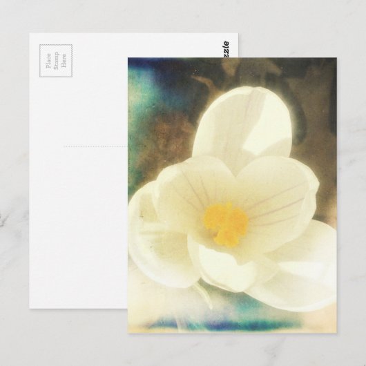 Carte Postale Grunge de fleurs de crocus (Devant / Derrière)
