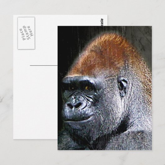Carte Postale Grunge Lowland Gorilla Gros plan (Devant / Derrière)