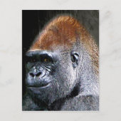 Carte Postale Grunge Lowland Gorilla Gros plan (Devant)