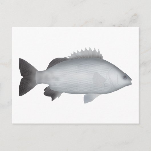 Carte Postale Grunter de Welsh (Devant)