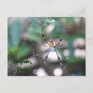 Carte Postale Grüße aus Florida Grußkarte Postkarte