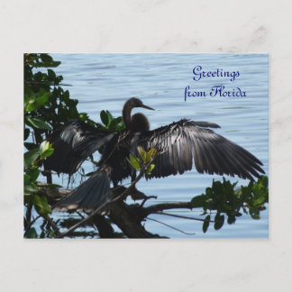 Carte Postale Grüße aus Florida Grußkarte Postkarte