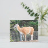 Carte postale Guanaco #1 (Debout devant)