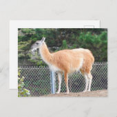 Carte postale Guanaco #1 (Devant / Derrière)