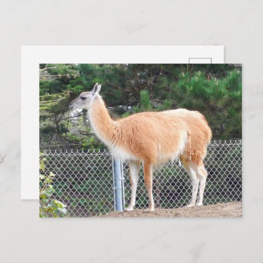 Carte postale Guanaco #1 (Devant / Derrière)