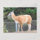 Carte postale Guanaco #1 (Devant)