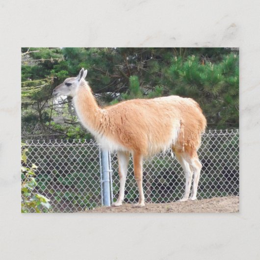 Carte postale Guanaco #1 (Devant)
