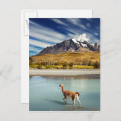 Carte Postale Guanaco traversant la rivière à Torres del Paine (Devant / Derrière)