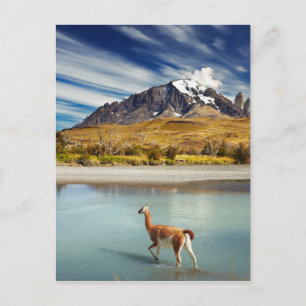 Carte Postale Guanaco traversant la rivière à Torres del Paine