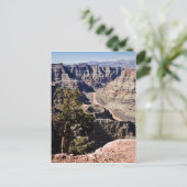 Carte Postale Guano Point (Debout devant)