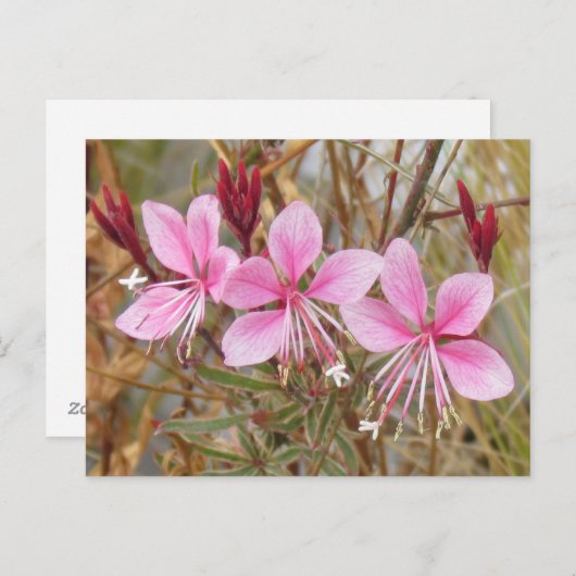 Carte postale - Guara rose (Devant / Derrière)