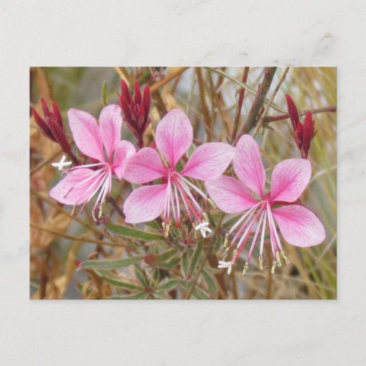 Carte postale - Guara rose (Devant)