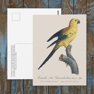 Carte Postale Guarouba dans fils jeune âge / Sun parakeet