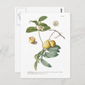 Carte Postale Guava (Devant / Derrière)