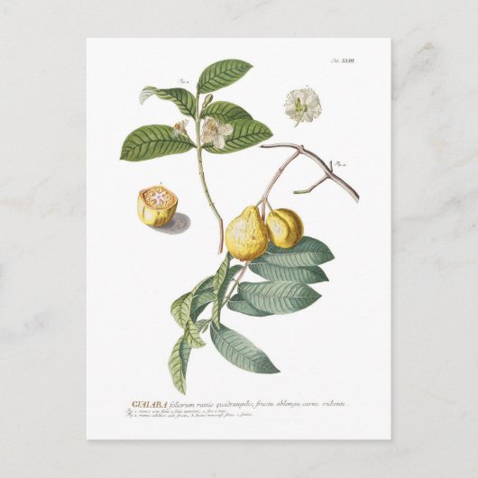 Carte Postale Guava (Devant)