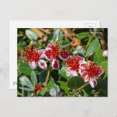 Carte Postale Guava ananas / Guavasteen / Fleurs Feijoa (Devant / Derrière)