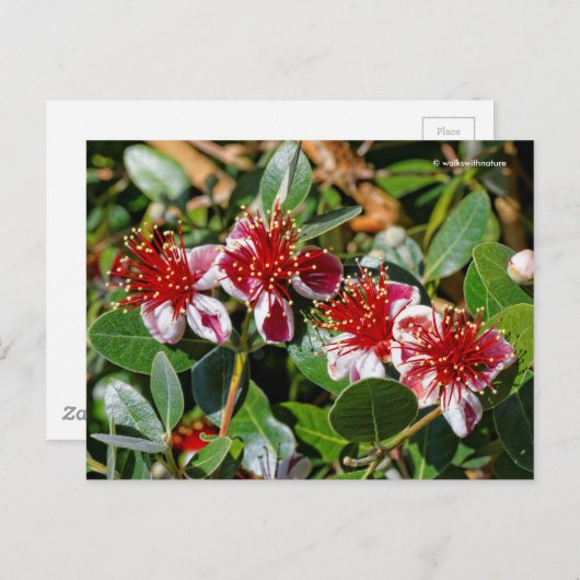 Carte Postale Guava ananas / Guavasteen / Fleurs Feijoa (Devant / Derrière)