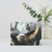 Carte postale Guenon Monkeys (Debout devant)