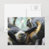 Carte postale Guenon Monkeys (Devant / Derrière)
