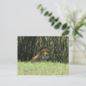 Carte Postale guépard (Debout devant)