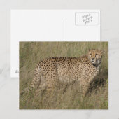 Carte Postale Guépard (Devant / Derrière)