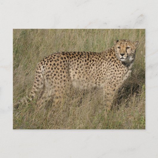 Carte Postale Guépard (Devant)