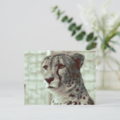 Carte Postale guépard (Debout devant)
