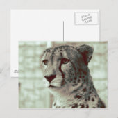 Carte Postale guépard (Devant / Derrière)