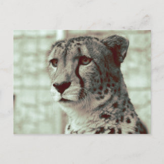 Carte Postale guépard