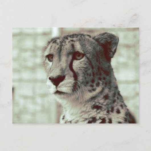 Carte Postale guépard (Devant)