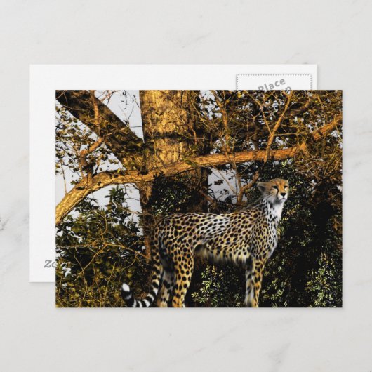 Carte Postale guépard (Devant / Derrière)