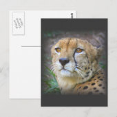 Carte Postale guépard (Devant / Derrière)