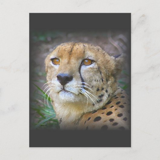 Carte Postale guépard (Devant)