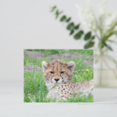 Carte Postale Guépard 002 (Debout devant)