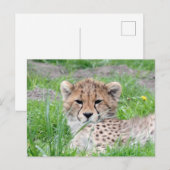 Carte Postale Guépard 002 (Devant / Derrière)