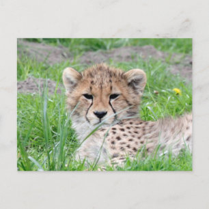 Carte Postale Guépard 002