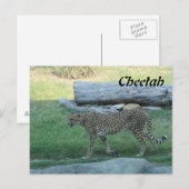 Carte Postale Guépard # 1 (Devant / Derrière)