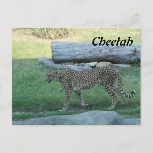Carte Postale Guépard # 1