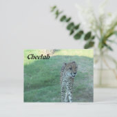 Carte Postale Guépard # 2 (Debout devant)