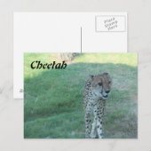 Carte Postale Guépard # 2 (Devant / Derrière)