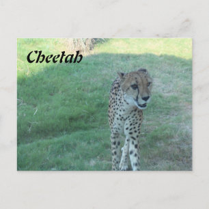 Carte Postale Guépard # 2