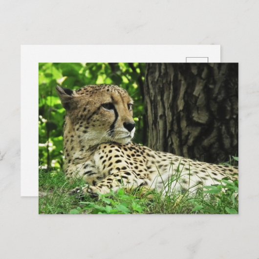 Carte Postale Guépard (Acinonyx Jubatus) Dans La Jungle (Devant / Derrière)