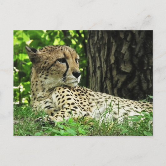 Carte Postale Guépard (Acinonyx Jubatus) Dans La Jungle (Devant)